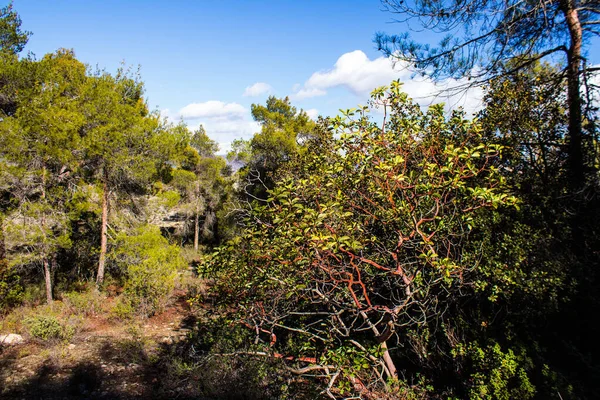 Φύση Στο Εθνικό Δασικό Πάρκο Τροόδους Στο Νησί Κύπρος — Φωτογραφία Αρχείου