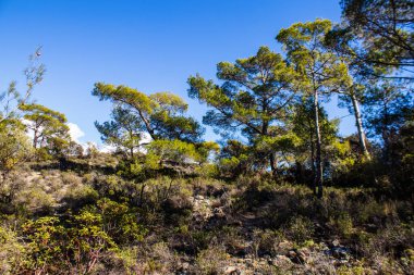Kıbrıs adasındaki Troodos Ulusal Orman Parkı 'nda Doğa