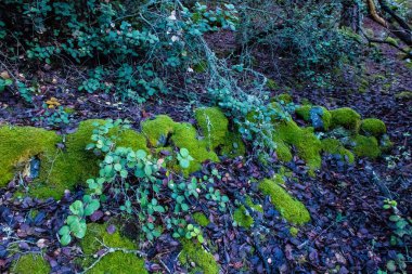 Kıbrıs adasındaki Troodos Ulusal Orman Parkı 'nda Doğa