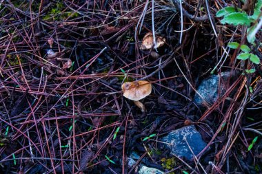Kıbrıs adasındaki Troodos Ulusal Orman Parkı 'nda Doğa
