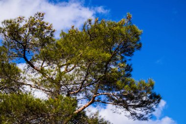 Kıbrıs adasındaki Troodos Ulusal Orman Parkı 'nda Doğa