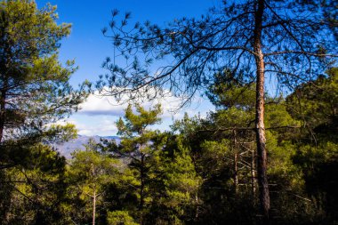 Kıbrıs adasındaki Troodos Ulusal Orman Parkı 'nda Doğa