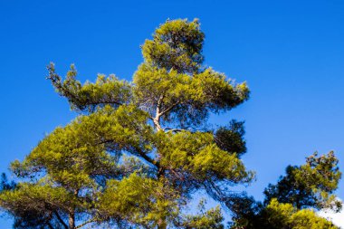Kıbrıs adasındaki Troodos Ulusal Orman Parkı 'nda Doğa