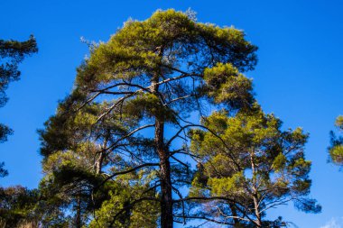 Kıbrıs adasındaki Troodos Ulusal Orman Parkı 'nda Doğa