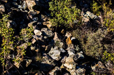 Kıbrıs adasındaki Troodos Ulusal Orman Parkı 'nda Doğa