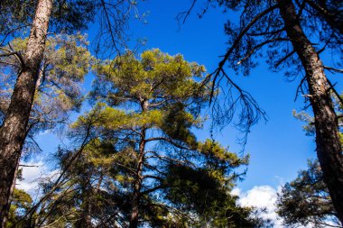 Kıbrıs adasındaki Troodos Ulusal Orman Parkı 'nda Doğa