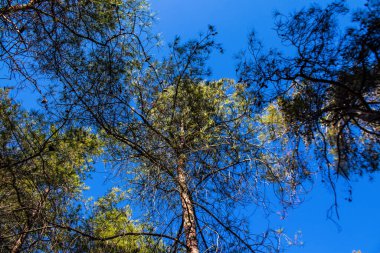 Kıbrıs adasındaki Troodos Ulusal Orman Parkı 'nda Doğa