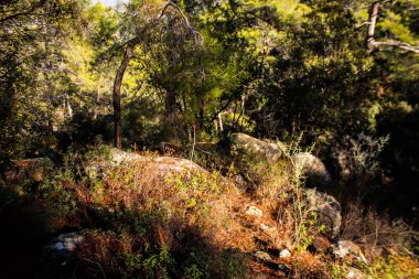 Kıbrıs adasındaki Troodos Ulusal Orman Parkı 'nda Doğa