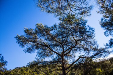 Kıbrıs adasındaki Troodos Ulusal Orman Parkı 'nda Doğa