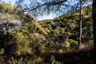 Kıbrıs adasındaki Troodos Ulusal Orman Parkı 'nda Doğa