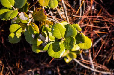 Kıbrıs adasındaki Troodos Ulusal Orman Parkı 'nda Doğa