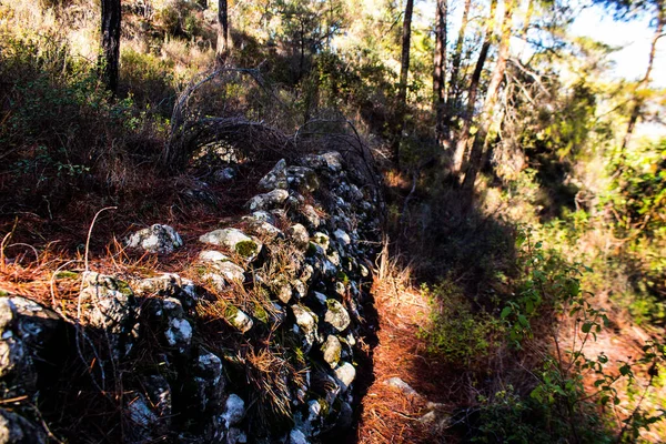 Nature Parc Forestier National Des Troodos Chypre — Photo