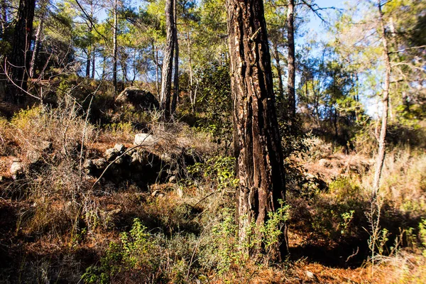 Nature Troodos National Forest Park Cyprus Island — Foto Stock