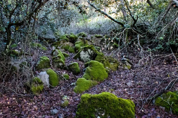 キプロス島トロドス国立森林公園の自然 — ストック写真