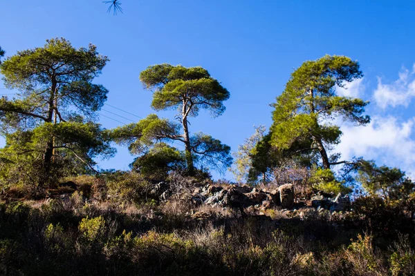 Природа Национальном Лесном Парке Троодос Острове Кипр — стоковое фото