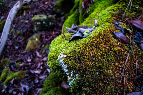 Naturaleza Parque Forestal Nacional Troodos Isla Chipre — Foto de Stock