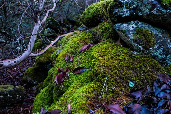 Kıbrıs Adasındaki Troodos Ulusal Orman Parkı Nda Doğa — Stok fotoğraf
