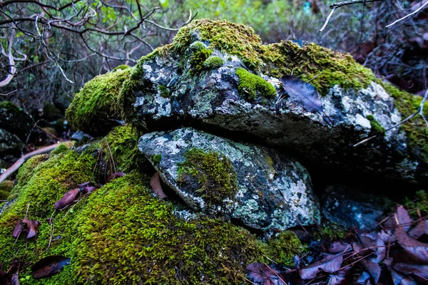 Naturaleza Parque Forestal Nacional Troodos Isla Chipre — Foto de Stock