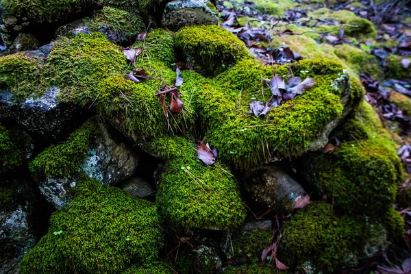 Nature Troodos National Forest Park Cyprus Island — Foto Stock