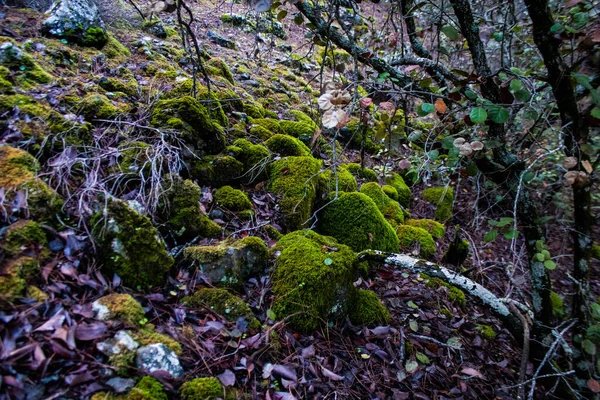 Kıbrıs Adasındaki Troodos Ulusal Orman Parkı Nda Doğa — Stok fotoğraf