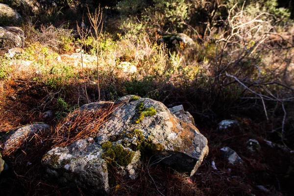 Natur Vid Troodos Nationalpark Cypern Island — Stockfoto