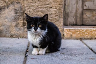 Lefkoşe, Kıbrıs - 26 Aralık 2021 Birleşmiş Milletler Barış Gücü tarafından kontrol edilen tampon bölge yakınlarında Lefkoşe sokaklarında yaşayan sokak kedisi