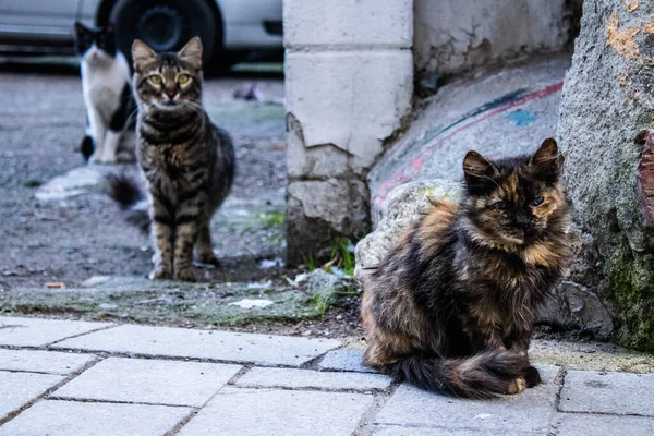 Nikozja Cypr Grudnia 2021 Zbłąkany Kot Żyjący Ulicach Nikozji Pobliżu — Zdjęcie stockowe