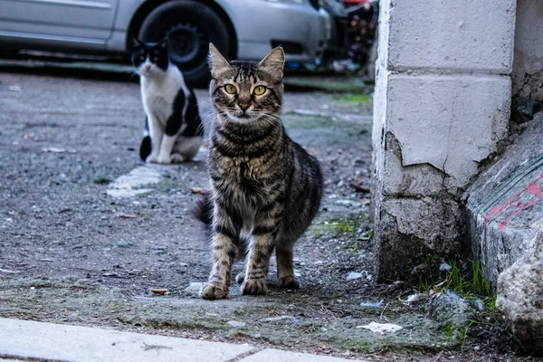 Nicósia Chipre Dezembro 2021 Gato Estranho Que Vive Nas Ruas — Fotografia de Stock