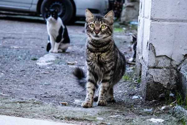 Nicosia Chipre Diciembre 2021 Gato Callejero Que Vive Las Calles — Foto de Stock