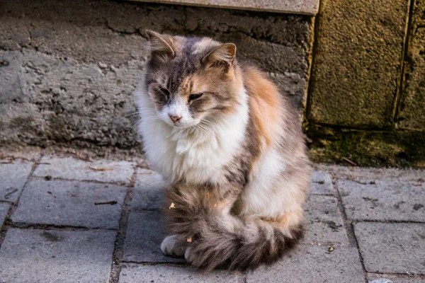 โคเซ ไซปร นวาคม 2021 แมวหลงทางอาศ ยอย ในถนนของน โคเซ ยใกล เขตบ — ภาพถ่ายสต็อก