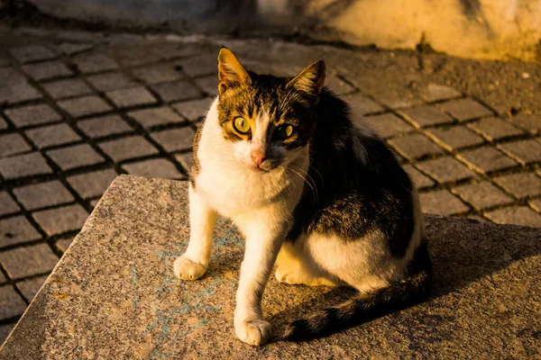 Nikozja Cypr Grudnia 2021 Zbłąkany Kot Żyjący Ulicach Nikozji Pobliżu — Zdjęcie stockowe