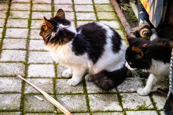 Nikósie Kypr Prosince 2021 Zbloudilá Kočka Žijící Ulicích Nikósie Poblíž — Stock fotografie