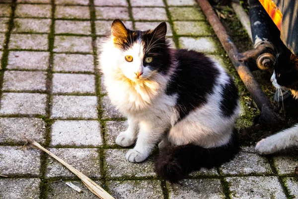 Nicósia Chipre Dezembro 2021 Gato Estranho Que Vive Nas Ruas — Fotografia de Stock