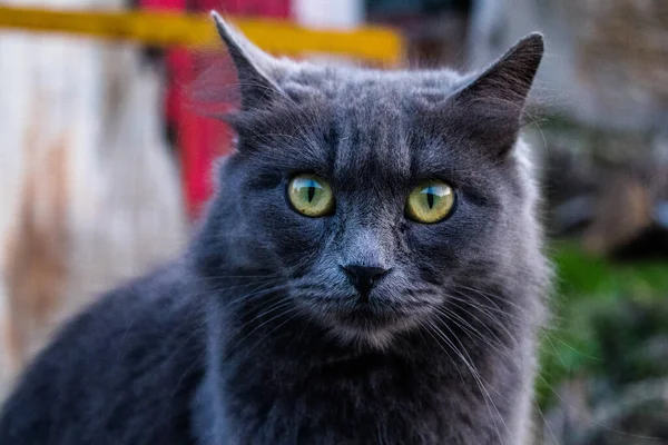 Nikosia Zypern Dezember 2021 Streunende Katze Lebt Den Straßen Von — Stockfoto