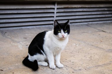 Nicosia, Cyprus - January 01, 2022 Stray cat living in the streets of Nicosia near the buffer zone controlled by the United Nations Peacekeeping Force