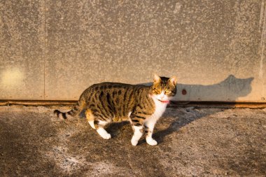 Nicosia, Cyprus - January 01, 2022 Stray cat living in the streets of Nicosia near the buffer zone controlled by the United Nations Peacekeeping Force