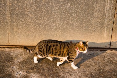 Nicosia, Cyprus - January 01, 2022 Stray cat living in the streets of Nicosia near the buffer zone controlled by the United Nations Peacekeeping Force