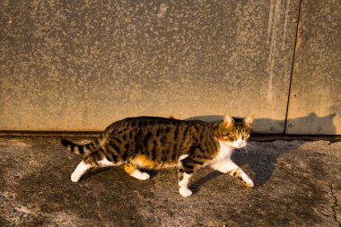 Nicosia, Cyprus - January 01, 2022 Stray cat living in the streets of Nicosia near the buffer zone controlled by the United Nations Peacekeeping Force