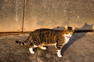 Nicosia, Cyprus - January 01, 2022 Stray cat living in the streets of Nicosia near the buffer zone controlled by the United Nations Peacekeeping Force