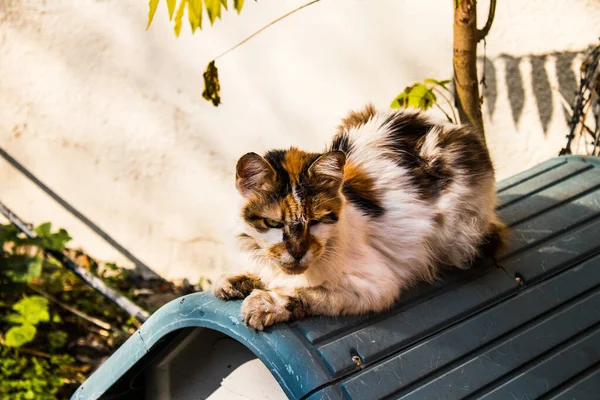 Nicosia Cyprus January 2022 Stray Cat Living Streets Nicosia Buffer — Foto Stock