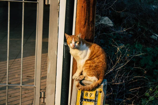 Nicosia Cyprus January 2022 Stray Cat Living Streets Nicosia Buffer — Fotografia de Stock