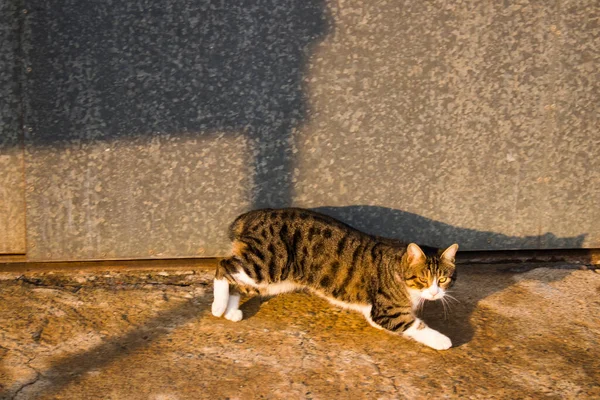 Λευκωσία Κύπρος Ιανουαρίου 2022 Αδέσποτη Γάτα Που Ζει Στους Δρόμους — Φωτογραφία Αρχείου