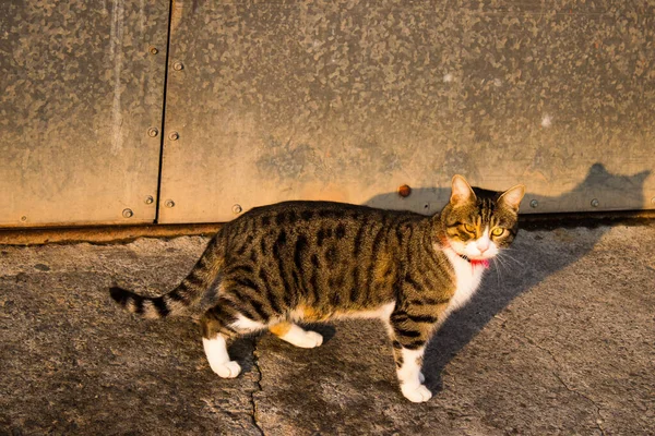 Nicosia Cyprus January 2022 Stray Cat Living Streets Nicosia Buffer — Stock fotografie
