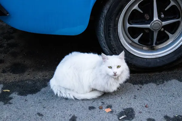 โคเซ ไซปร มกราคม 2022 แมวหลงทางอาศ ยอย ในถนนของน โคเซ ยใกล เขตบ — ภาพถ่ายสต็อก