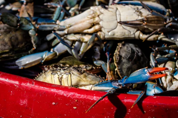 Blue crabs in fishing net Stock Photos, Royalty Free Blue crabs in