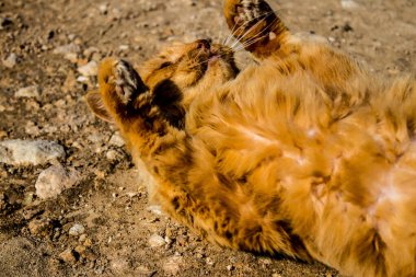 Paphos, Kıbrıs - 15 Ocak 2022 Kıbrıs Rum Kesimi 'nin Paphos kentindeki bir hayvan barınağında yaşayan terk edilmiş kediler, 800' den fazla kedi sokaklardan kurtarıldı ve güvenli bir yerde kaldı.