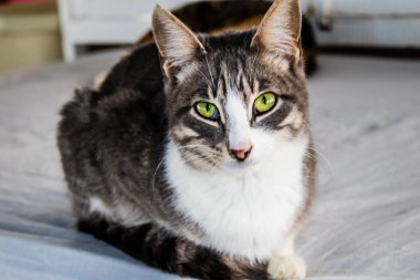 Paphos, Kıbrıs - 15 Ocak 2022 Kıbrıs Rum Kesimi 'nin Paphos kentindeki bir hayvan barınağında yaşayan terk edilmiş kediler, 800' den fazla kedi sokaklardan kurtarıldı ve güvenli bir yerde kaldı.