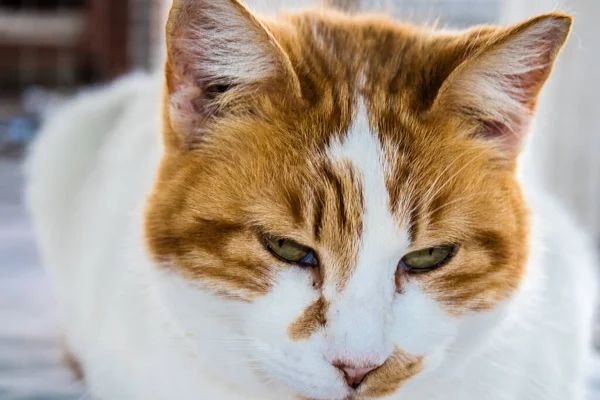 Paphos, Kıbrıs - 15 Ocak 2022 Kıbrıs Rum Kesimi 'nin Paphos kentindeki bir hayvan barınağında yaşayan terk edilmiş kediler, 800' den fazla kedi sokaklardan kurtarıldı ve güvenli bir yerde kaldı.