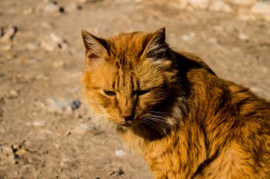 Paphos, Kıbrıs - 15 Ocak 2022 Kıbrıs Rum Kesimi 'nin Paphos kentindeki bir hayvan barınağında yaşayan terk edilmiş kediler, 800' den fazla kedi sokaklardan kurtarıldı ve güvenli bir yerde kaldı.