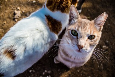 Paphos, Kıbrıs - 15 Ocak 2022 Kıbrıs Rum Kesimi 'nin Paphos kentindeki bir hayvan barınağında yaşayan terk edilmiş kediler, 800' den fazla kedi sokaklardan kurtarıldı ve güvenli bir yerde kaldı.